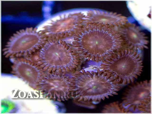 Mini Pink Cluster